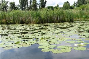 Porasty druhu Nymphaea alba a litorál tvorený prevažne druhmi Typha angustifolia a Phragmites australis