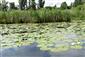 Porasty druhu Nymphaea alba a litorál tvorený prevažne druhmi Typha angustifolia a Phragmites australis