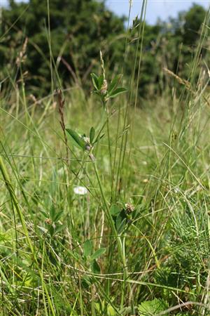 Trifolium striatum v poraste