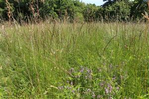 Porast Festuca rupicola, Arrhenatherum elatius, Thymus pannonicus