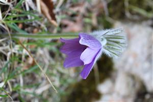 Predmet monitoringu Pulsatilla slavica