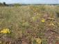 Porasty Stipa capillata, Sedum sexangulare