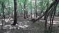 Eurosibírske dubové lesy na spraši a piesku (24.6.2022)