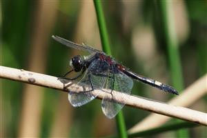 L. pectoralis -samec