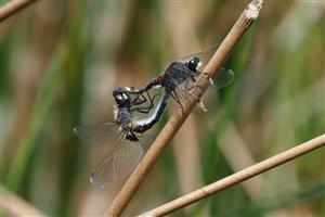 L. pectoralis -PAR