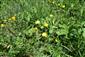 pohľad do porastu - Larerpitium latifolium, Pimpinella majors ssp. rhodochlamys
