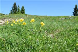 Trollius altissimus