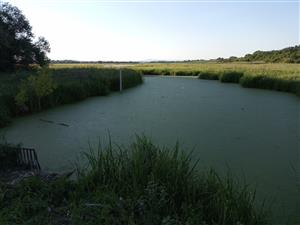 Pohľad na JV meander Žitavy, TML Žitavský luh, JV časť, biotop Hyla arborea, foto: 23.6.2022, J.Lengyel.