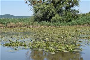 Dominantné vodné druhy na lokalite Nuphar lutea a Stratiotes aloides