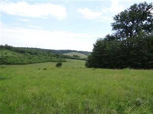 Pohľad na TML_6510_092, v pozadí súvislý zárast krovín čiastočne v ploche TML