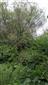 Horské vodné toky a ich drevinová vegetácia so Salix eleagnos (17.6.2022)