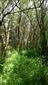 Interiér dospelých porastov s dominanciou Salix elaeagnos.