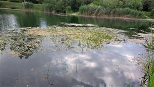 Porast so Sparganium emersum.