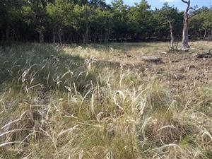 Porasty Stipa tirsa