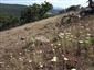 Porasty Achillea nobilis