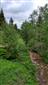 Horské vodné toky a ich drevinová vegetácia so Salix eleagnos (14.6.2022)