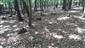 Eurosibírske dubové lesy na spraši a piesku (29.6.2022)