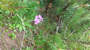 Primula halleri v kosodrevine