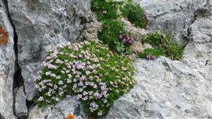 Oddkvitajúci Petrocallis pyrenaica