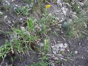 Detail porastu s Cleistogenes serotina, Festuca pseudodalmatica, Inula oculus-christi, Potentilla arenaria