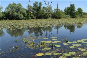 Pohľad na porasty s dominujúcim druhom Nuphar lutea