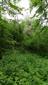 Horské vodné toky a ich drevinová vegetácia so Salix eleagnos (15.6.2022)