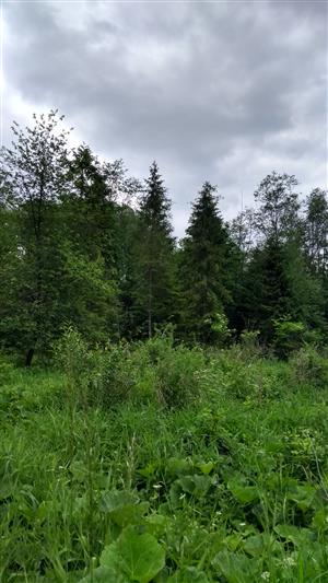 Celkový pohľad na monitorovaciu lokalitu.