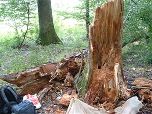 TMP2 (Latorický luh)