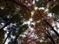 Bukové a jedľové kvetnaté lesy (18.10.2013)