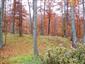 Bukové a jedľové kvetnaté lesy (16.10.2013)