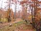 Bukové a jedľové kvetnaté lesy (16.10.2013)
