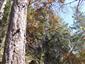 Reliktné vápnomilné borovicové a smrekovcové lesy (15.10.2013)