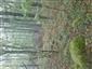 Lipovo-javorové sutinové lesy (7.10.2014)