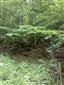 Lipovo-javorové sutinové lesy (24.6.2014)