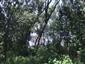 Lužné dubovo-brestovo-jaseňové lesy okolo nížinných riek (8.7.2013)