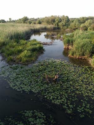 Pohľad na TML Alúvium Žitavy, Martovce, časť pri martovskom moste, foto: 30.6.2022, J.Lengyel.