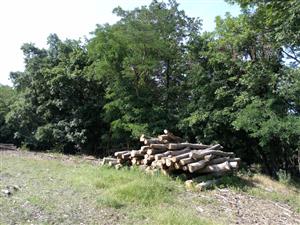 Pohľad na časť TML Leliansky les, drevoskládka Bajtava, biotop Rosalia alpina, foto: 28.6.2022, J.Lengyel.