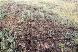 Vzácne sa v TML zachovali plochy s Camphorosma annua, indikujúce vysoký obsah solí v pôde