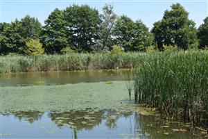 Pohľad na časť lokality s priesekom rybárov cez litorálne porasty