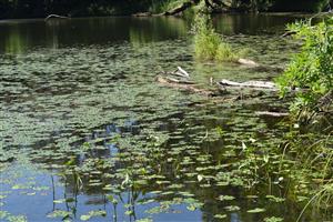 Pohľad na porasty s druhmi Trapa natans a Ceratophyllum demersum, v plytkej vode Sagittaria sagittifolia