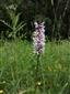 orchidea Dactylorhiza fuchsii subsp. sooiana