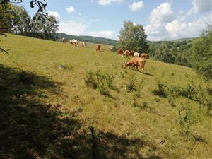 Pastva hovädzieho dobytka 