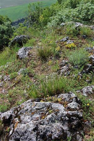 Záber na monitorovaný biotop.