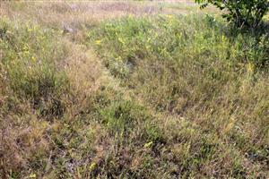 Slaniskovú vegetáciu pripomínajú dožívajúca populácia Artemisia santonicum