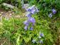 Campanula alpina v Juniperus sibirica