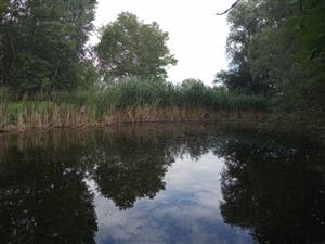 TML SEV Dropie, jazierko, foto: 4.7.2022, J.Lengyel