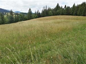 Cerlkový pohľad na lokalitu