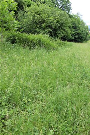 Záber na monitorovaný biotop.