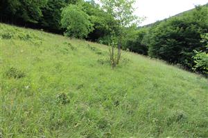 Záber na monitorovaný biotop. 