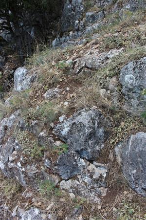 Záber na monitorovaný biotop. 